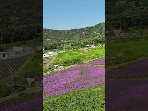 [드론촬영] 지금이곳은/정읍허브원(보라유채꽃)_MAVIC3PRO/This place is/Jeongeup Herb One (Purple Canola Flower)_MAVIC3PRO