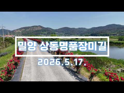 밀양 상동장미명품길 드론 영상. 2026.5.17 촬영. DJI MINI 4 PRO