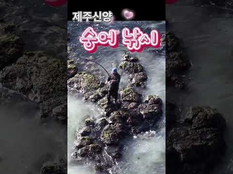 제주신양 앞바다 숭어낚시90cm 드론촬영