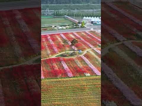 [드론촬영] 하동군(북천역양귀비)_MAVIC3PRO/Hadong-gun (Bukcheon Station Poppy)_MAVIC3PRO#드론영상