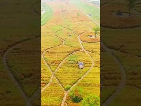 [드론촬영] 함안군(악양둑바먕귀비)_MAVIC2PRO/함안군(악양둑바먕귀비)_MAVIC2PRO