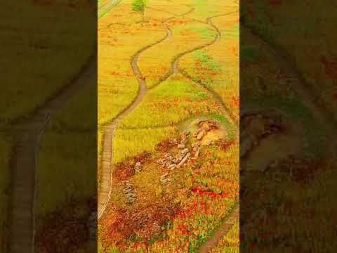 [드론촬영] 함안군(악양둑방양귀비)_MAVIC2PRO/Haman-gun (Akyang Bank Poppy)_MAVIC2PRO