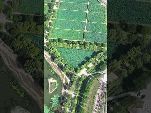 [드론촬영] 당진시 합덕수변생태공원_MAVIC3PRO/Hapdeok Waterfront Ecological Park, Dangjin-si_MAVIC3PRO
