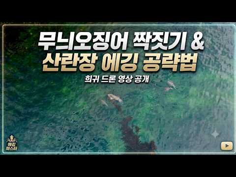 무늬오징어 산란장 공략방법(드론영상)