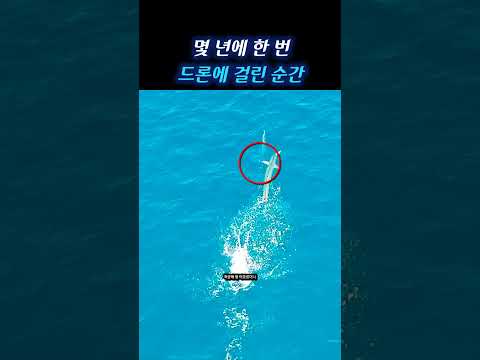 몇 년에 한 번 볼까 말까 한 드론 카메라에 걸린 바다의 포식자