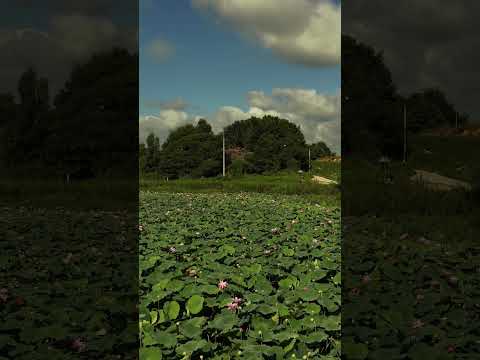 [드론촬영] 서김제/동변저수지_MAVIC4PRO/West Gimje / Dongbyeon Reservoir_MAVIC4PRO #드론영상
