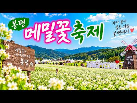 2026년 봉평 메밀꽃 축제, 하얀 메밀꽃밭을 하늘에서 만나다 | 4K 드론영상