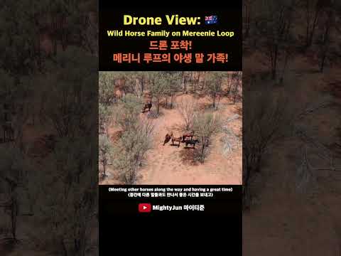 🇦🇺드론으로 포착한 메리니 루프의 야생 말 가족! 아웃백 대자연의 장관 #호주로드트립 #오지여행 #블루베어