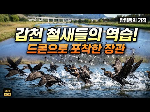 [4K 드론 영상] 대전 탑립동 갑천변 철새들의 놀이터 (가마우지 & 백로)
