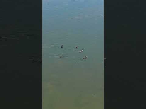 [드론촬영] 섬진강//가마우찌_mini5pro/Seomjin River // Cimicoreus mini5pro #드론영상