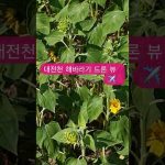 도심 속 노란 물결 🌻 대전천 해바라기 힐링 항공샷 #힐링영상
