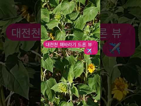 도심 속 노란 물결 🌻 대전천 해바라기 힐링 항공샷 #힐링영상