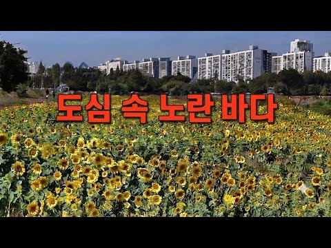 잔잔한 음악과 함께 하는 대전천 해바라기 밭 드론 랜선 여행 🌻#drone