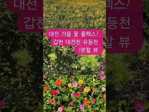 대전 삼대하천 가을꽃 한눈에 모아보기! 🌸🌻 #힐링영상