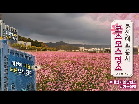 끝없이 펼쳐진 붉은 코스모스 바다, 드론으로 담은 대전 둔산대교 풍경 #drone