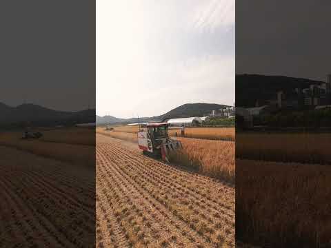 농촌의 가을 #드론촬영 #dji #avata2 #fpv