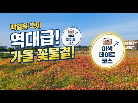 수백만 송이 백일홍 속에 '이것'이? 드론으로 담은 가을 꽃밭의 비밀 ✨#drone