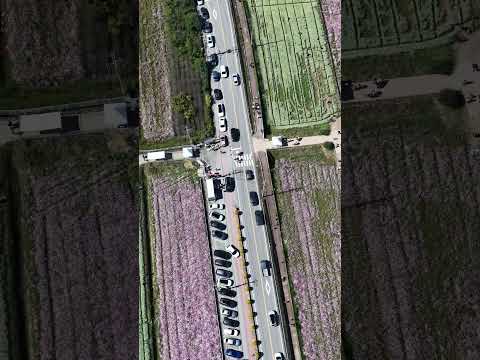 [드론촬영] 하동군 북천역코스모스축제_MAVIC4PRO/Hadong-gun Bukcheon Station Cosmos Festival_MAVIC4PRO