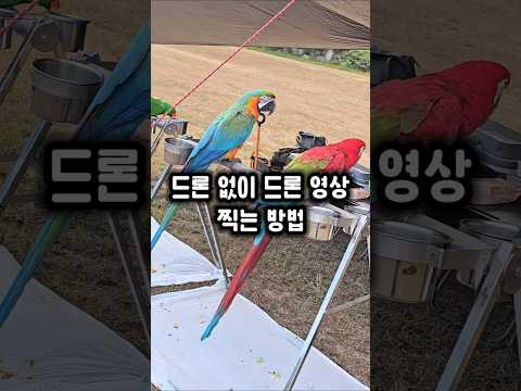 드론이 없어도 드론 영상 느낌이 나게 찍는 방법 ㅋㅋ #앵무새 #드론촬영