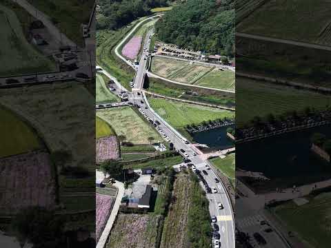 [드론촬영] 하동군 북천역코스모스축제_MAVIC4PRO/Hadong-gun Bukcheon Station Cosmos Festival_MAVIC4PRO