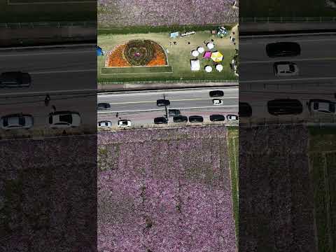 [드론촬영] 하동군 북천역코스모스축제_MAVIC4PRO/Hadong-gun Bukcheon Station Cosmos Festival_MAVIC4PRO